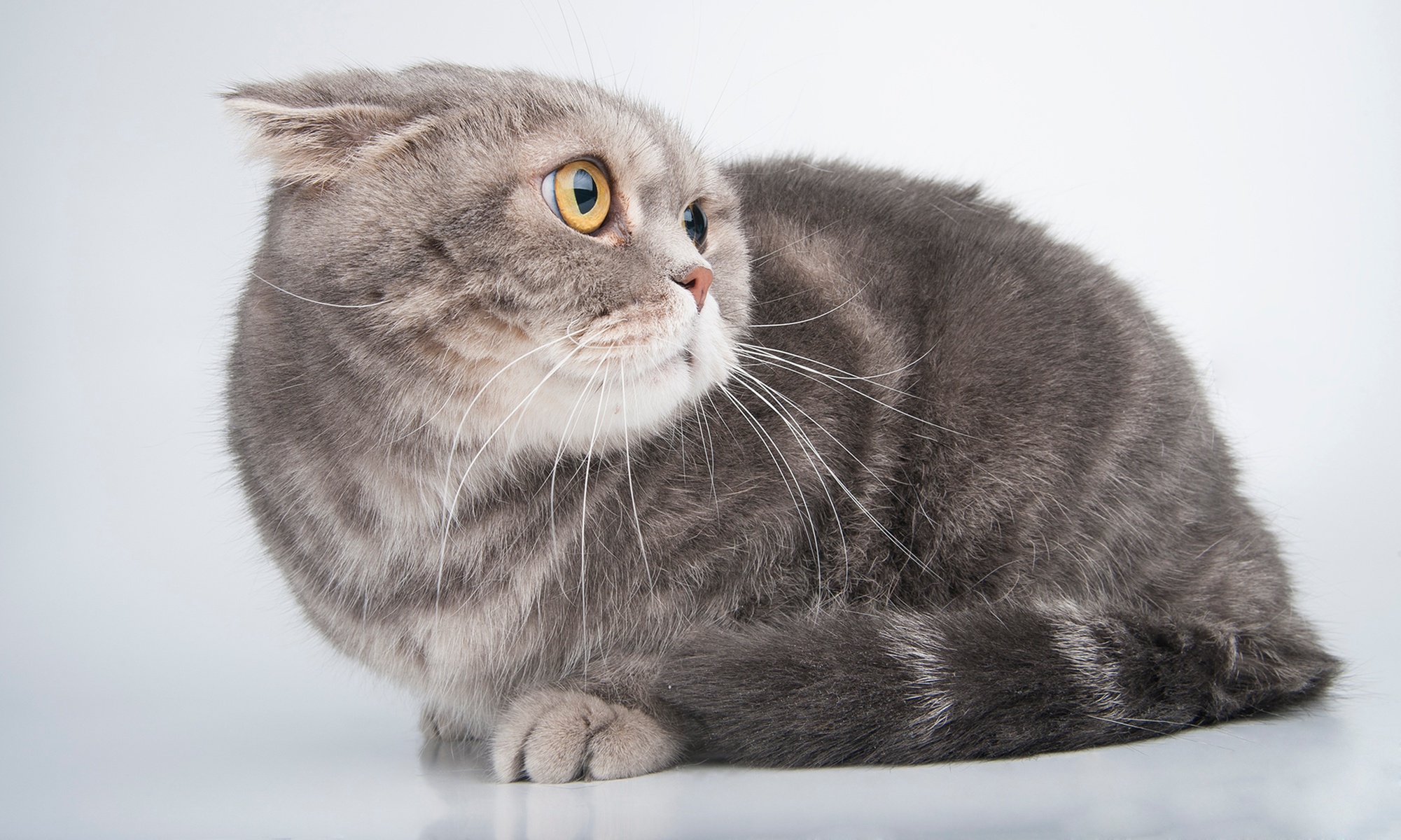 Pamper Your Adult Cat with Deluxe Bath Package for Adult Cat