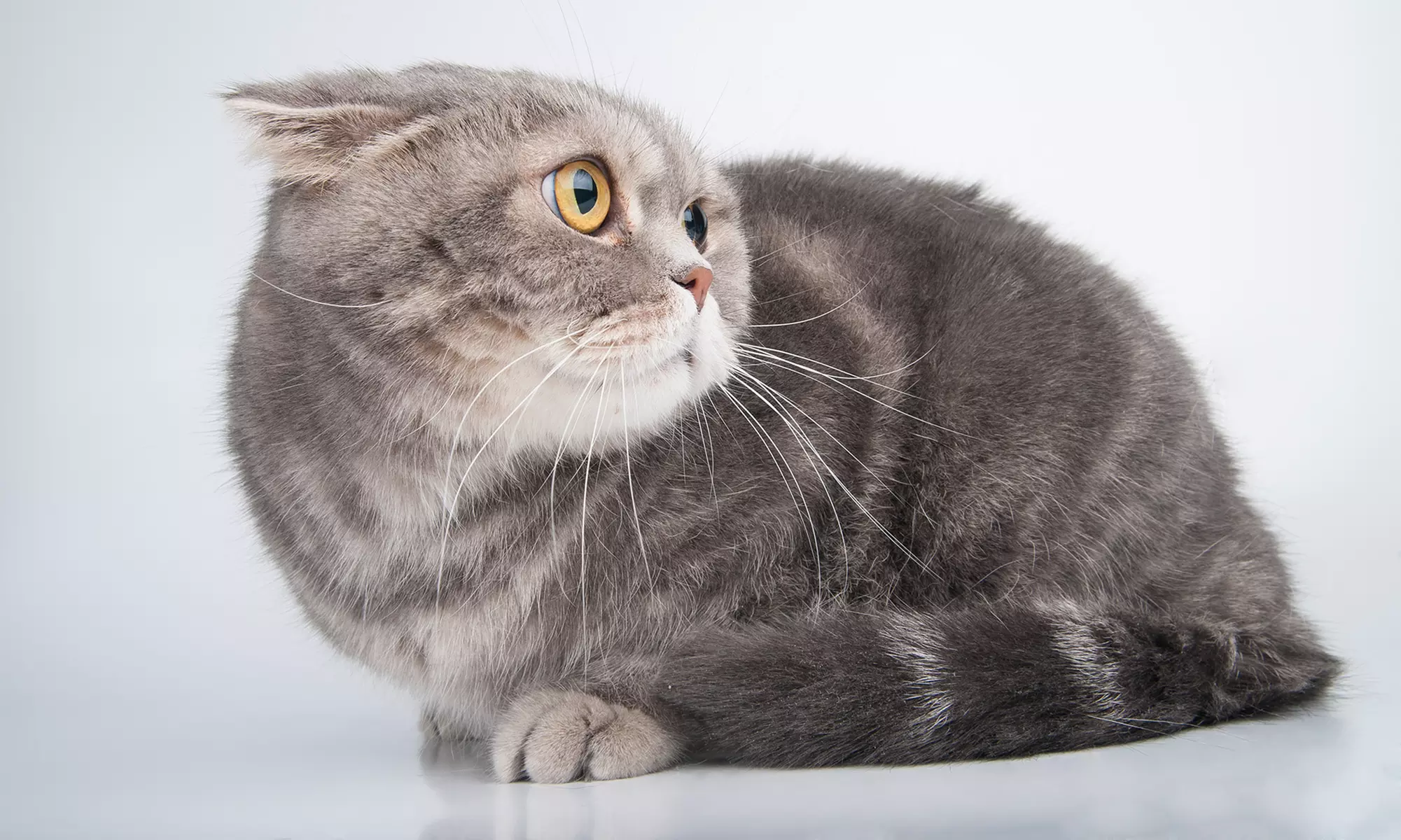 Pamper Your Adult Cat with Deluxe Bath Package for Adult Cat at Sunset Pet Grooming (Up to 31% Off) - Primary Image