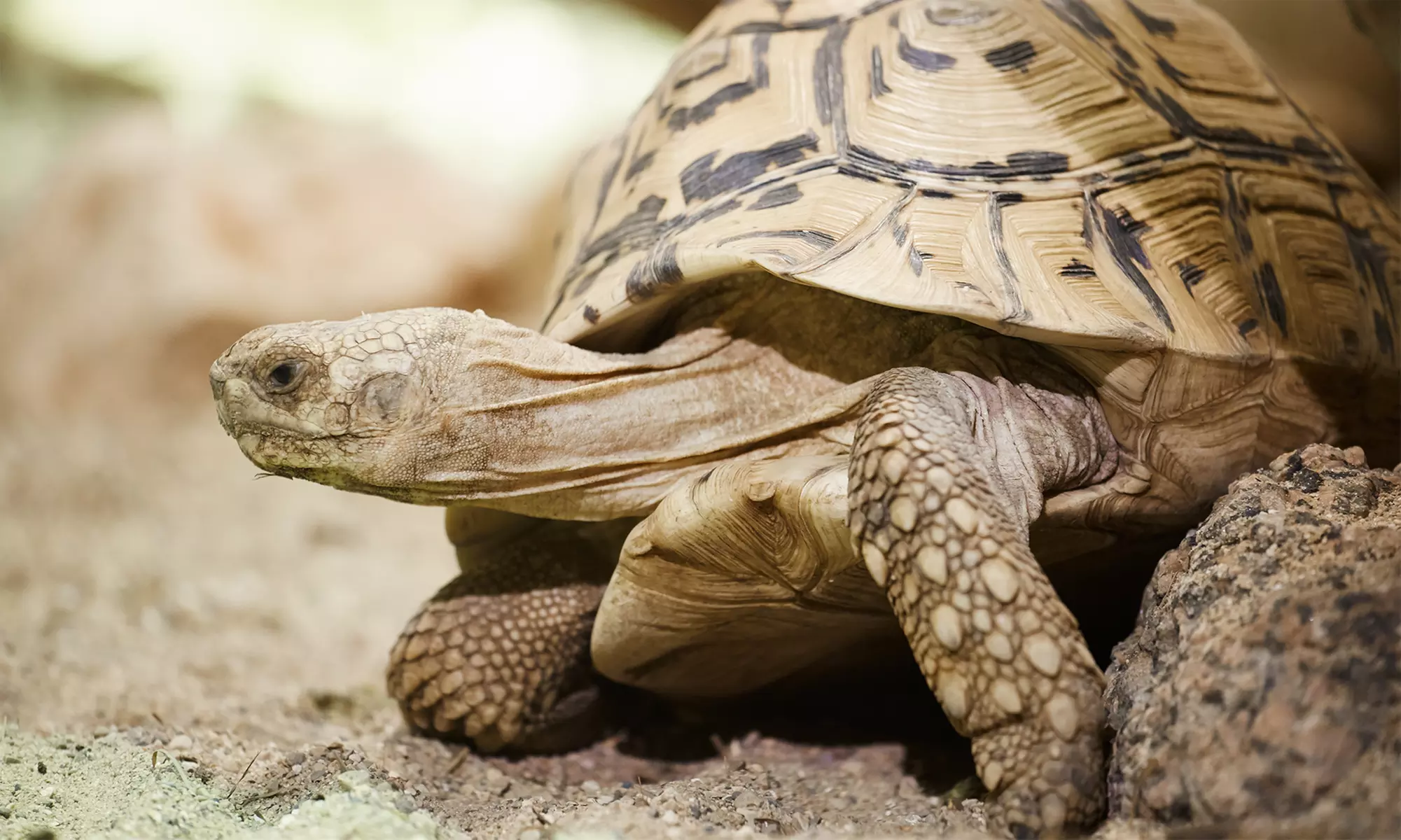 Oahu Circle Island Snorkeling Guided Tour for One, Two, or Four at Hawaii Turtle Tours (Up to 56% Off) - Primary Image