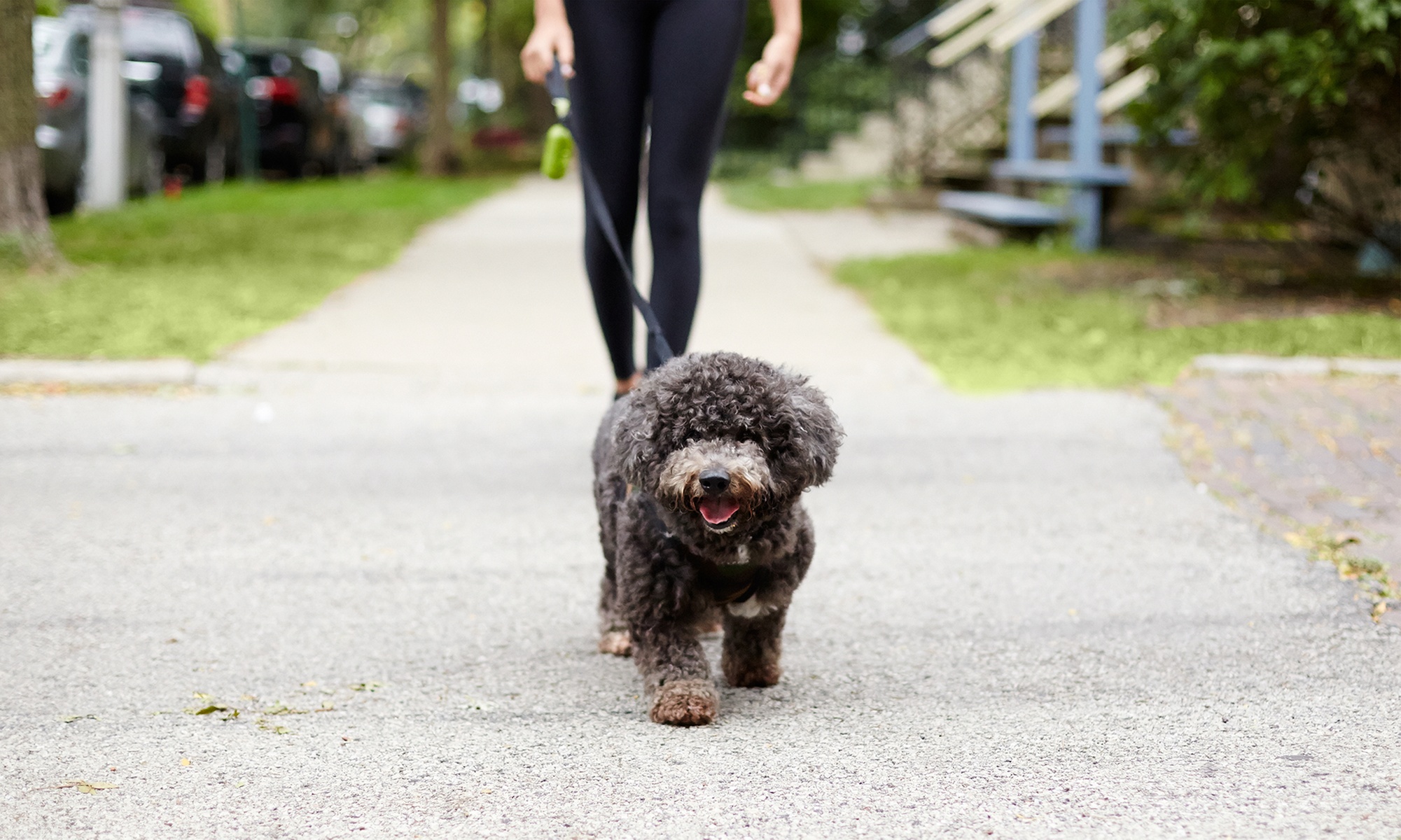 Up to 42% Off on Pet Sitter / Dog Walker at Care Pals