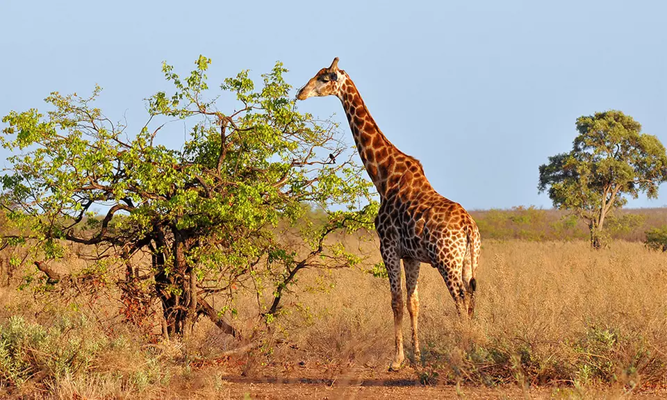 Giraffe Encounter at Wilstem Ranch (Up to 32% Off). Two Options Available. - Primary Image