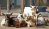 Goat Yoga Session for One or Two at Complete Equestrian Company (Up to 54% Off)