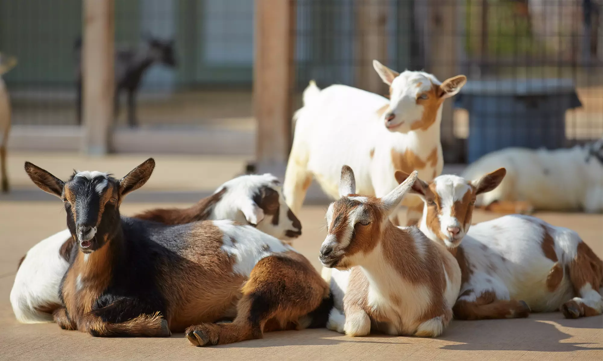 Goat Yoga Session for One or Two at Complete Equestrian Company (Up to 54% Off) - Primary Image