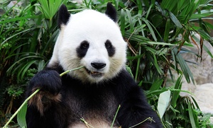 Toegang dierenpark Pairi Daiza in België + overnachting