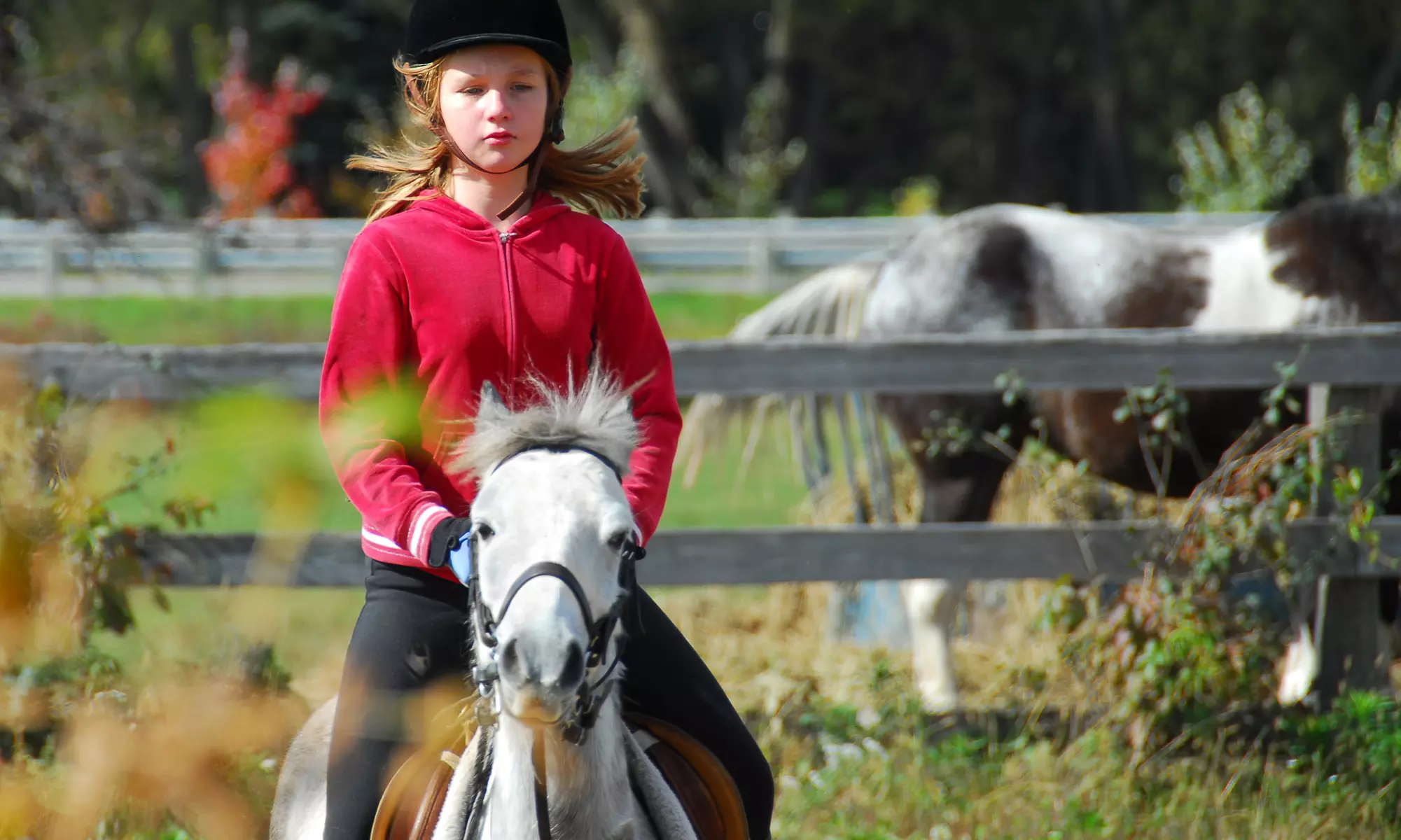 Three or Six 60-Minute Horseback-Riding Lessons for One or Two at Prestige Stables (Up to 55% Off) - Primary Image