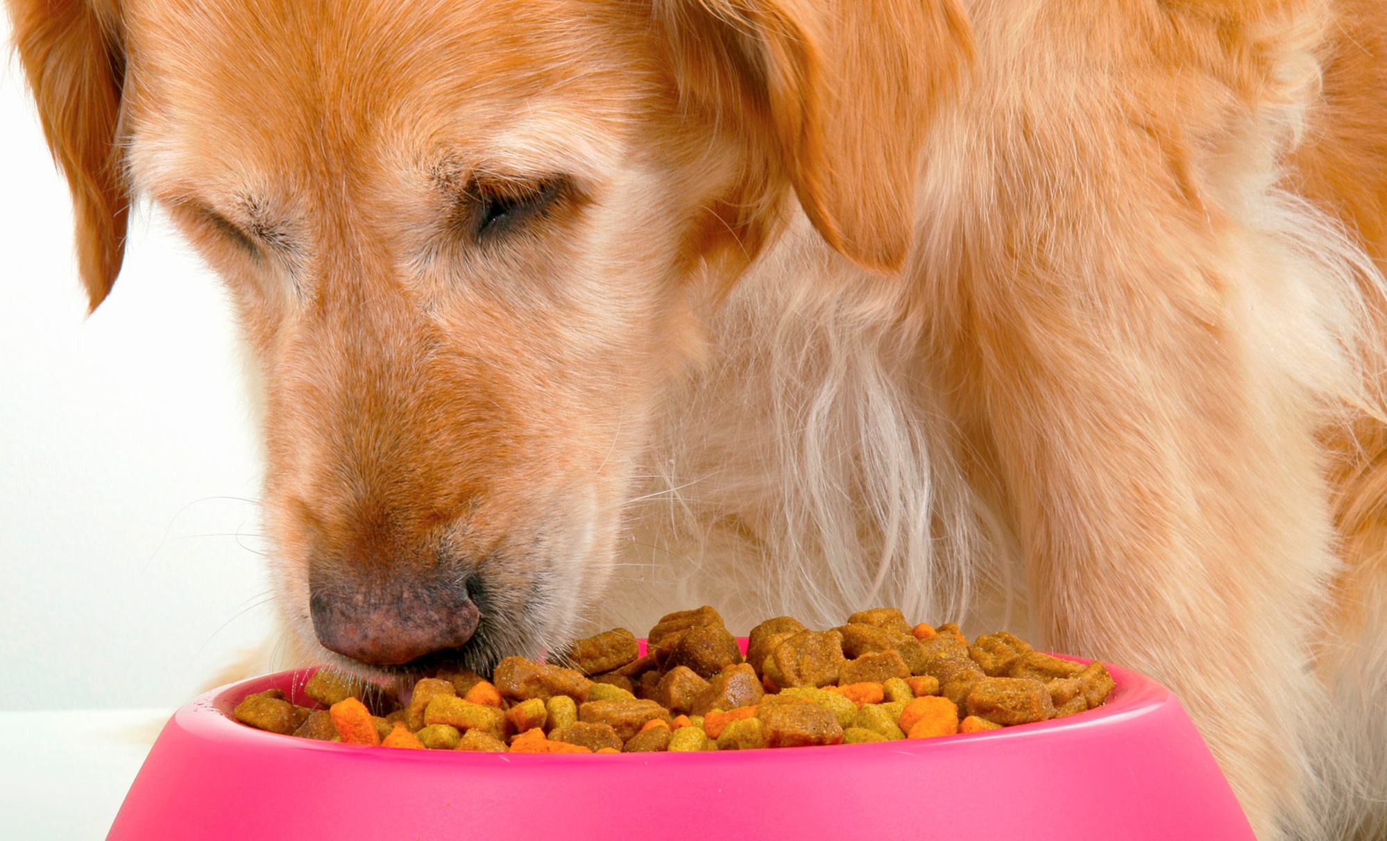 Get 30 or 60 -Minute Canine Nutrition Mini Consultation