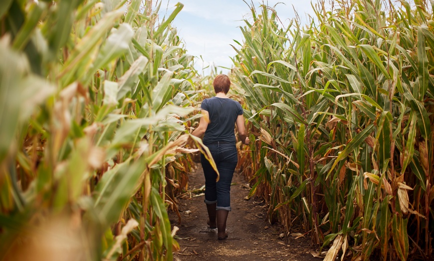 Image 1: Haguelands Maize Maze