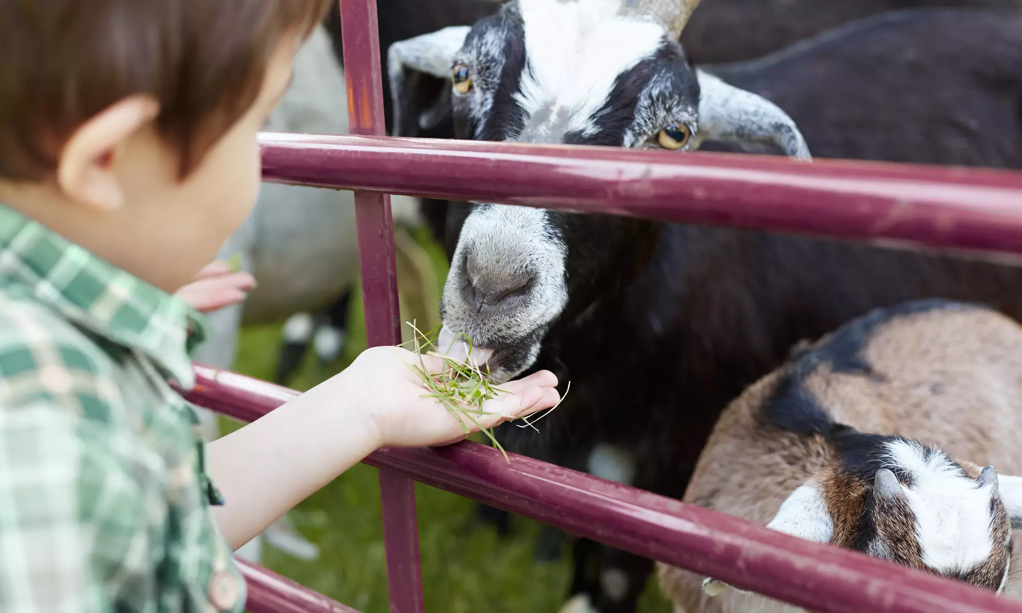  Admission for One, Two, Three, or Four with Exotic Animal Encounter