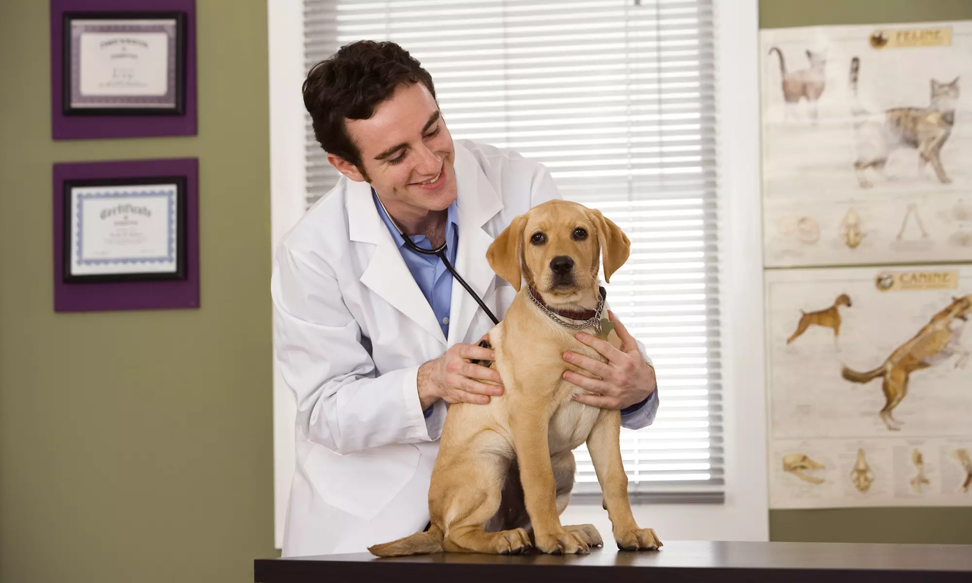 Get Cat or Dog Wellness or Rabies Vaccine, Deworming