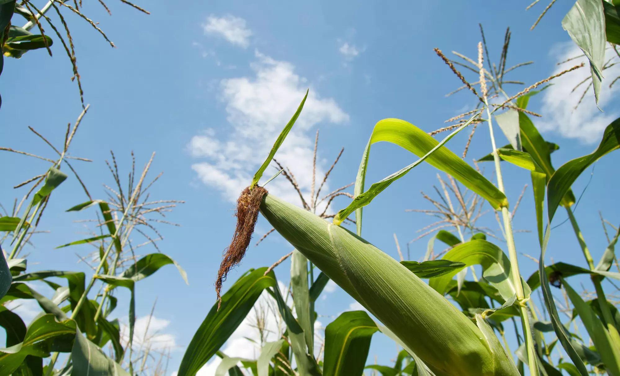 Courtyard, Corn Maze, and Optional Haunted Corn Maze for Two, Four, or Six at Fantozzi Farms (Up to 56% Off) - Primary Image