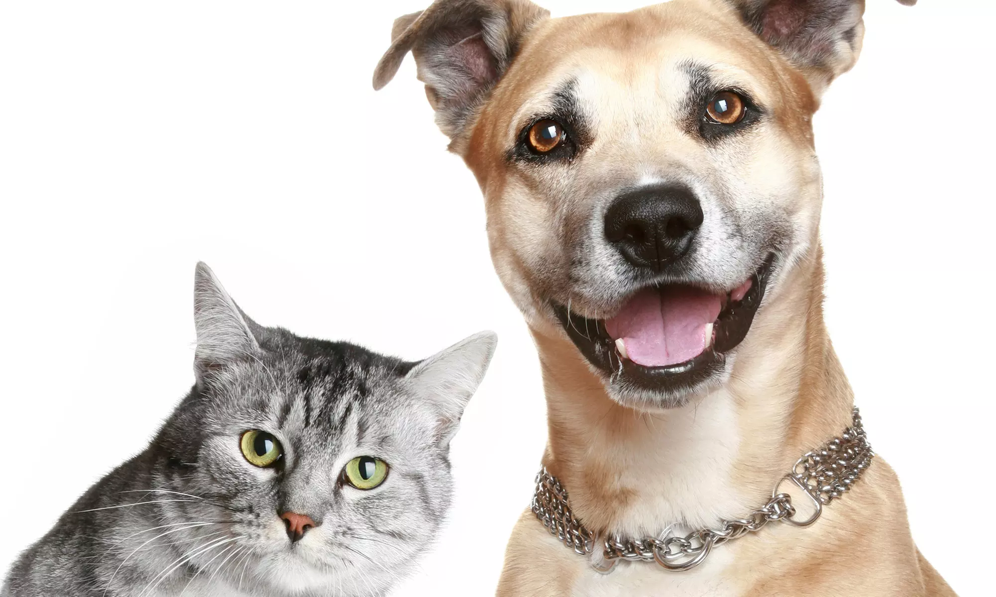 Pet Vaccination Package, Neutering, or Spaying for a Cat or Dog at Plainfield Animal Hospital (Up to 56% Off) - Primary Image