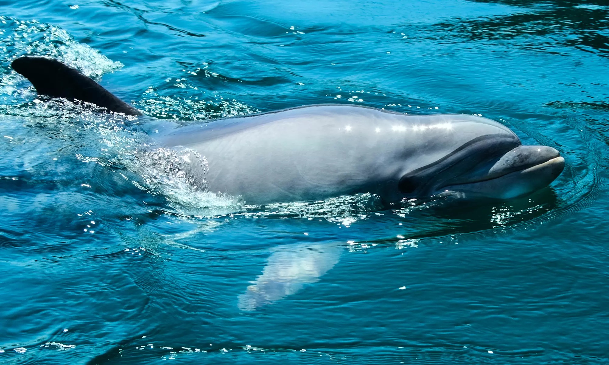 Exciting Powerboating Adventure - Dolphin & Manatee Tour, or Recreational for 2 or 4 People (Up To 50% Off) - Primary Image