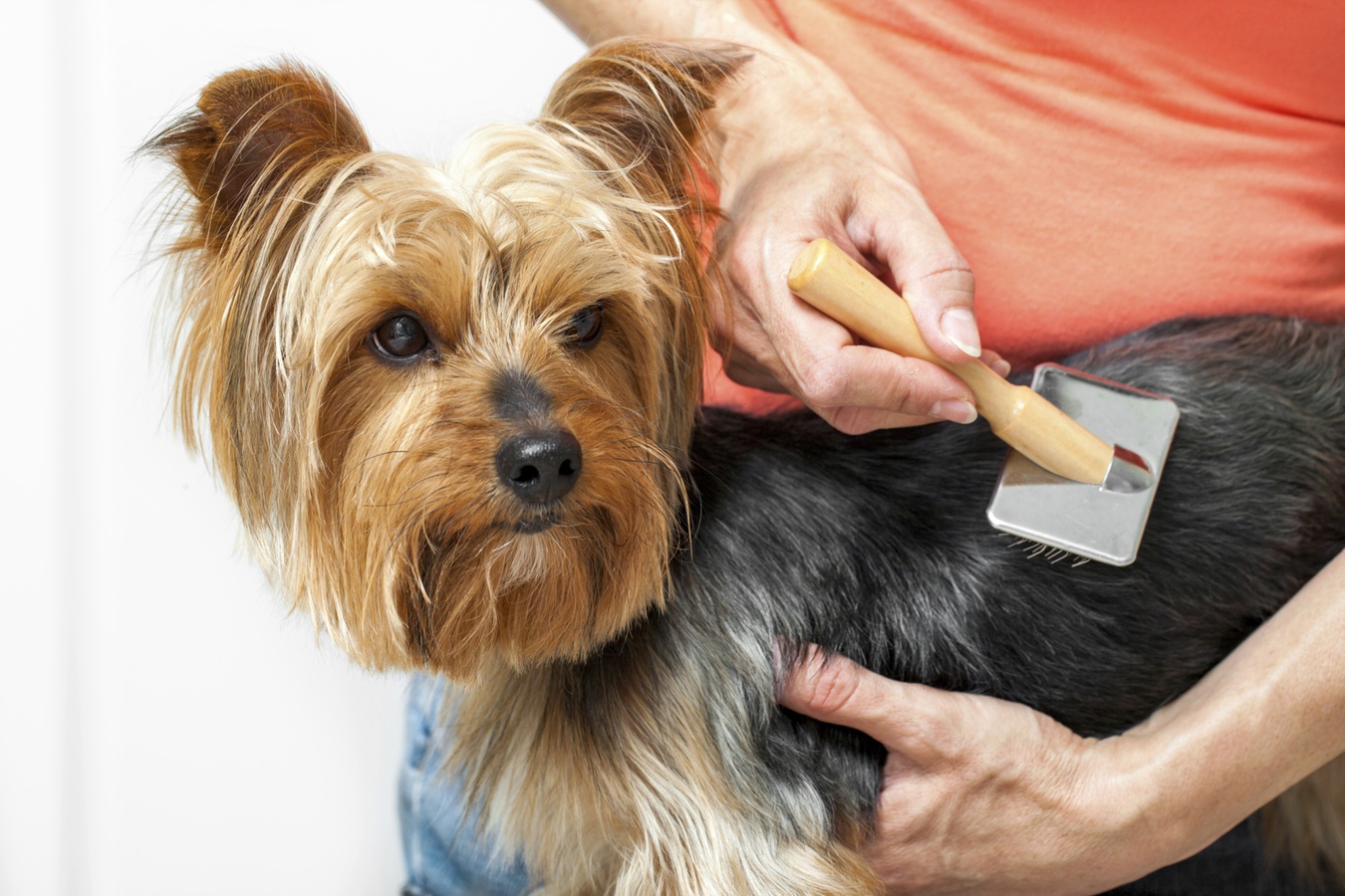 Pet Grooming Near Me - Pet Grooming Discounts & Coupons I Groupon