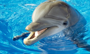 Up to 31% Off Dolphin Odyssey Tour at Red Boat Tours