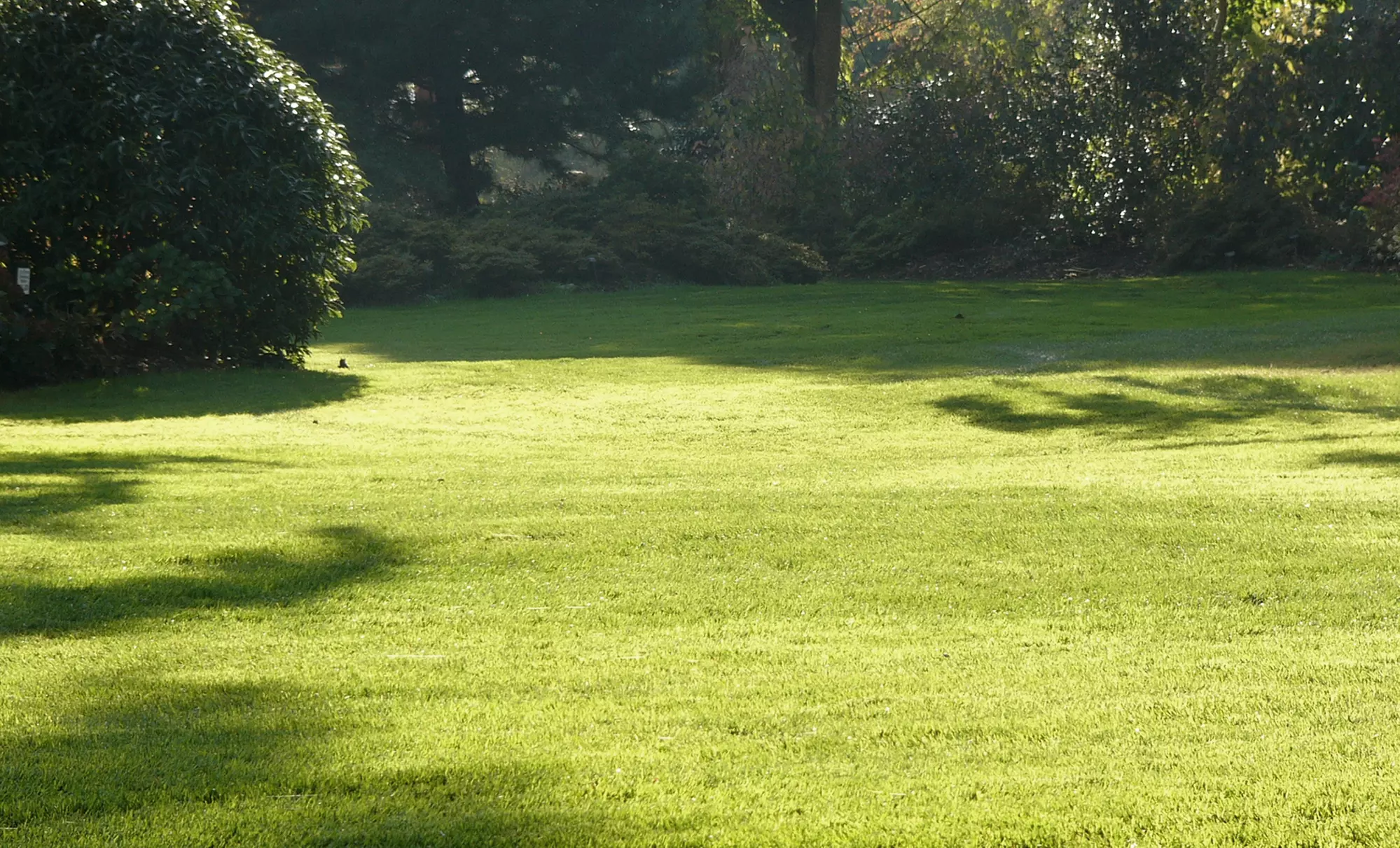 Lawn Aeration from Green Team Denver (Up to 40% Off) - Primary Image