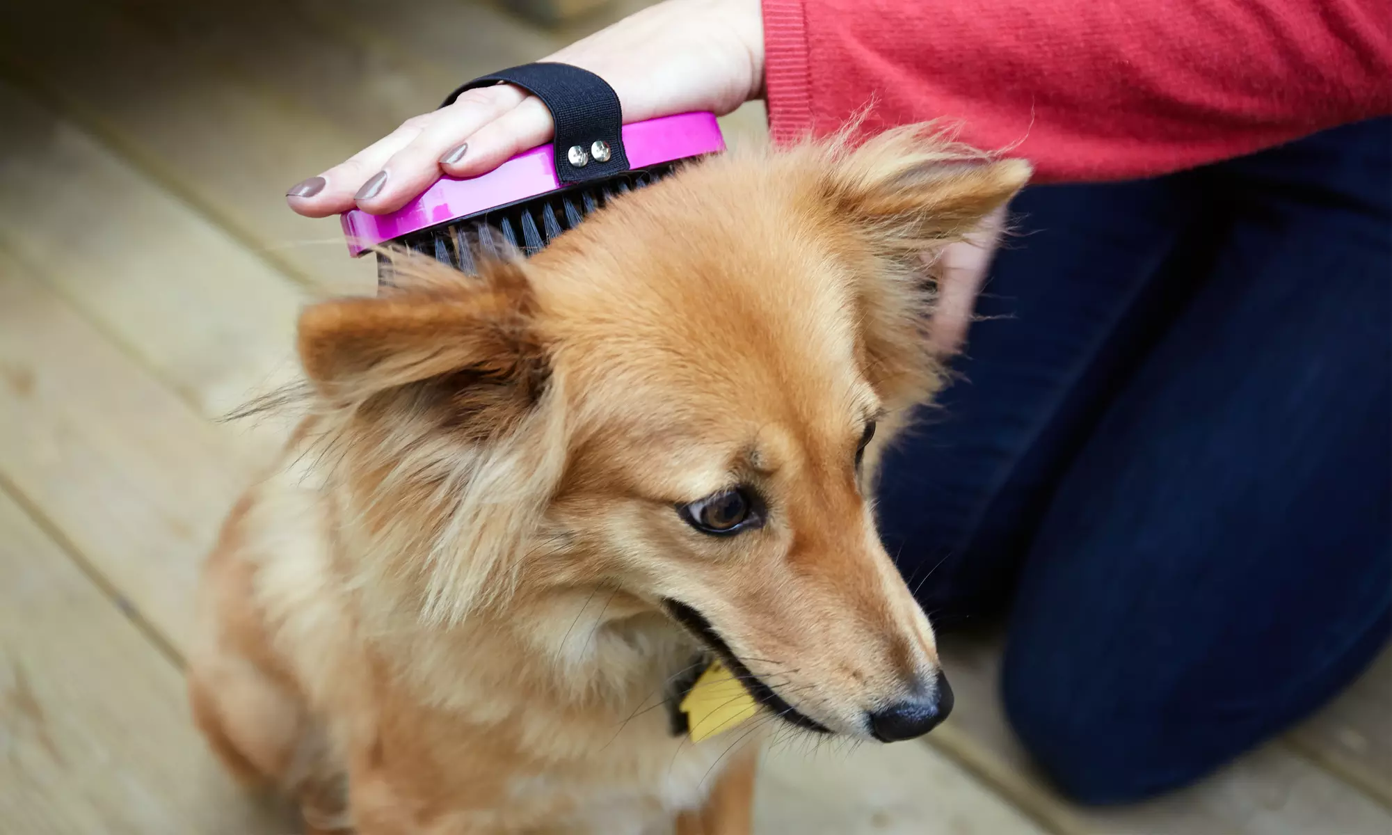 Up to 78% Off on Online Pet Grooming Course at One Education - Primary Image