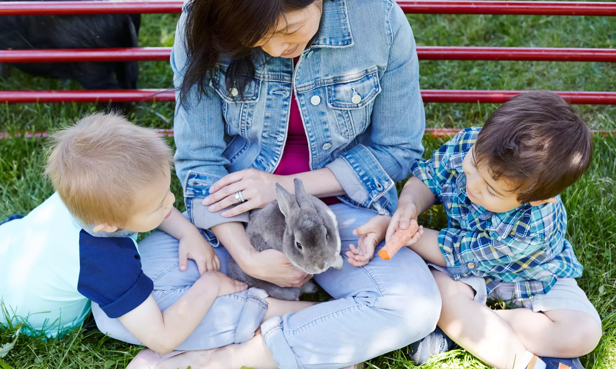 $20 Off $40 Worth of Zoo - Petting - Second Medium