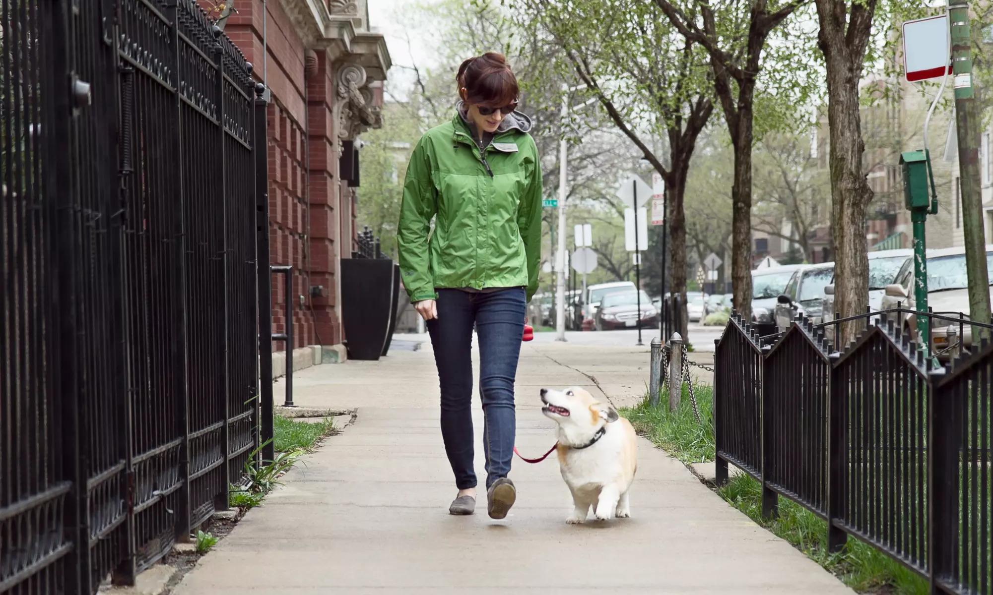 Five Dog Walks from Providence Dog Walking Co (45% Off) - Primary Image