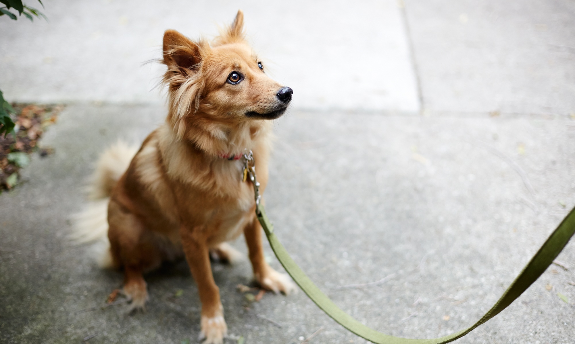 Five or Ten-Pack of Dog Walks; Available Mon - Fri from 11 am to 3 pm