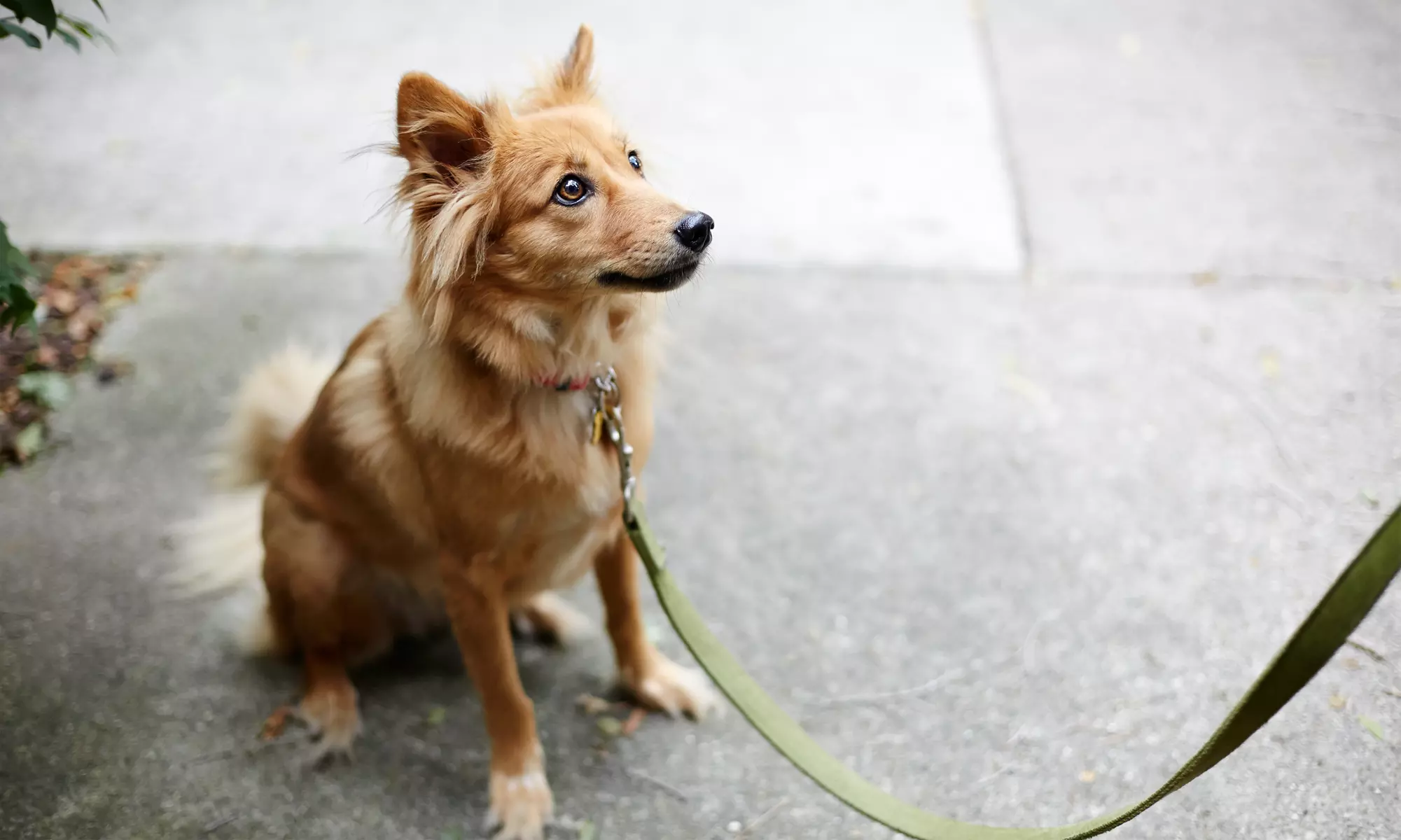 Five or Ten-Pack of Dog Walks; Available Mon - Fri from 11 am to 3 pm at Bella's Kanine Training (Up to 25% Off) - Primary Image