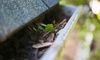 $68 for Roof and Gutter Cleaning for Any Size Home from DIV Cleaning Service ($75 Value)