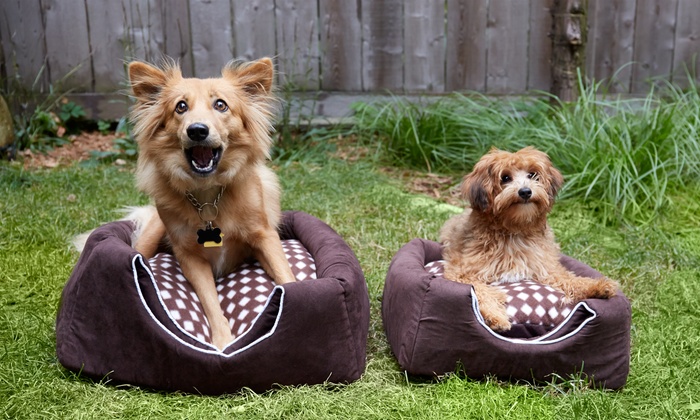 vca cat boarding cost