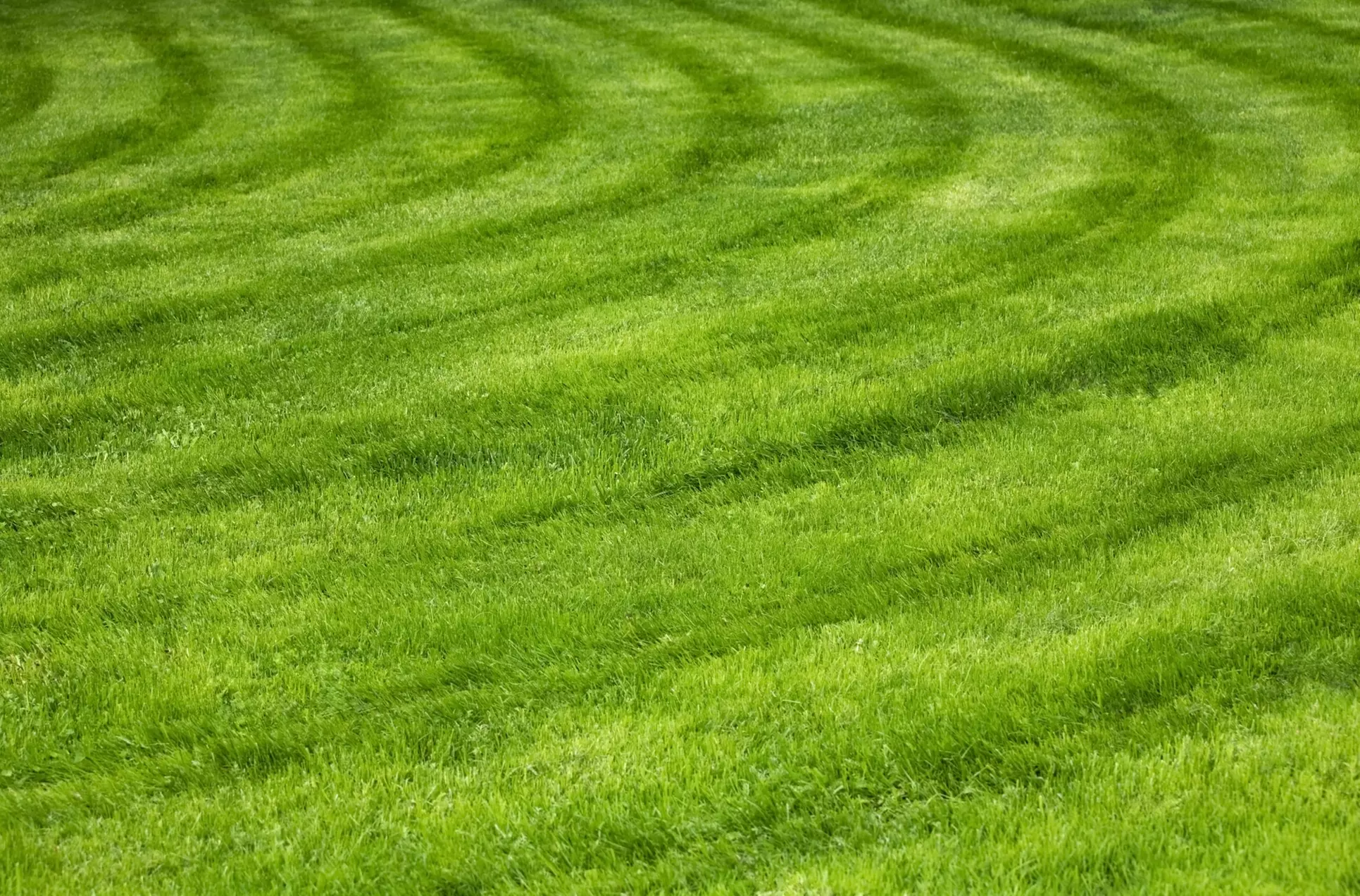 Herald's Lawncare & More: Transform your yard with a half-acre mow & get your lawn summer-ready(Up to 20%) Off ) - Primary Image