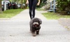 Up to 50% Off on Pet Sitter / Dog Walker at Puppy Tales