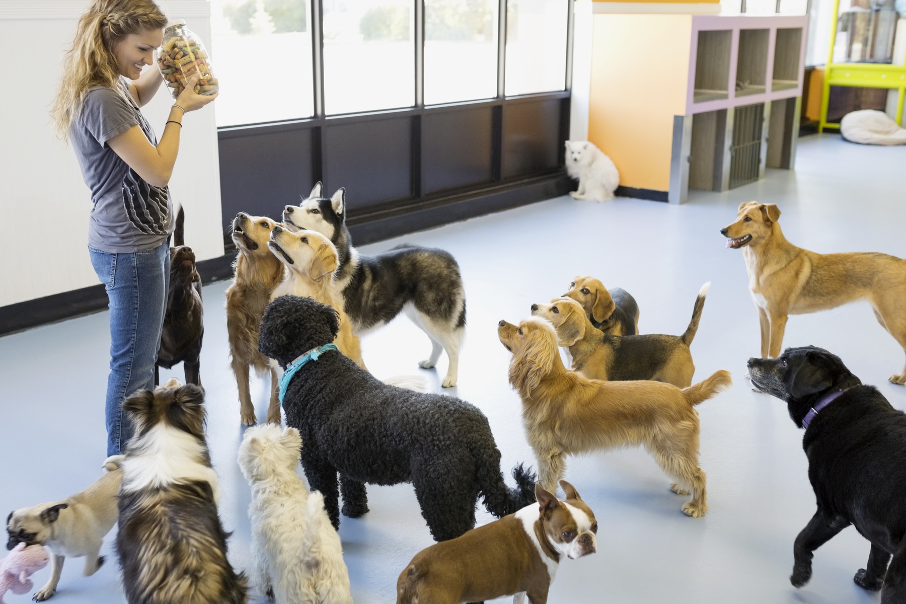 Up to 54% Off on Pet Sitter / Dog Walker at Logan’s House Dog Daycare & Grooming