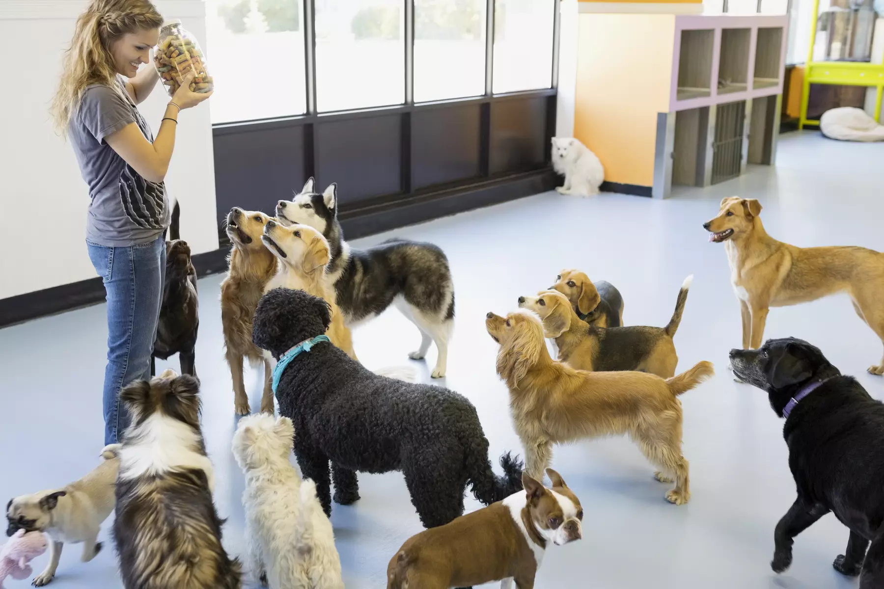 Up to 54% Off on Pet Sitter / Dog Walker at Logan’s House Dog Daycare & Grooming