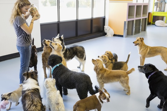 Doggy Daycare Group Puppy Classes Near Me Logan's House Dog