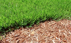 CreekSide Tree Nursery: Mixed Mulch or Trees and Shrubs at CreekSide Tree Nursery (Up to 94% Off)