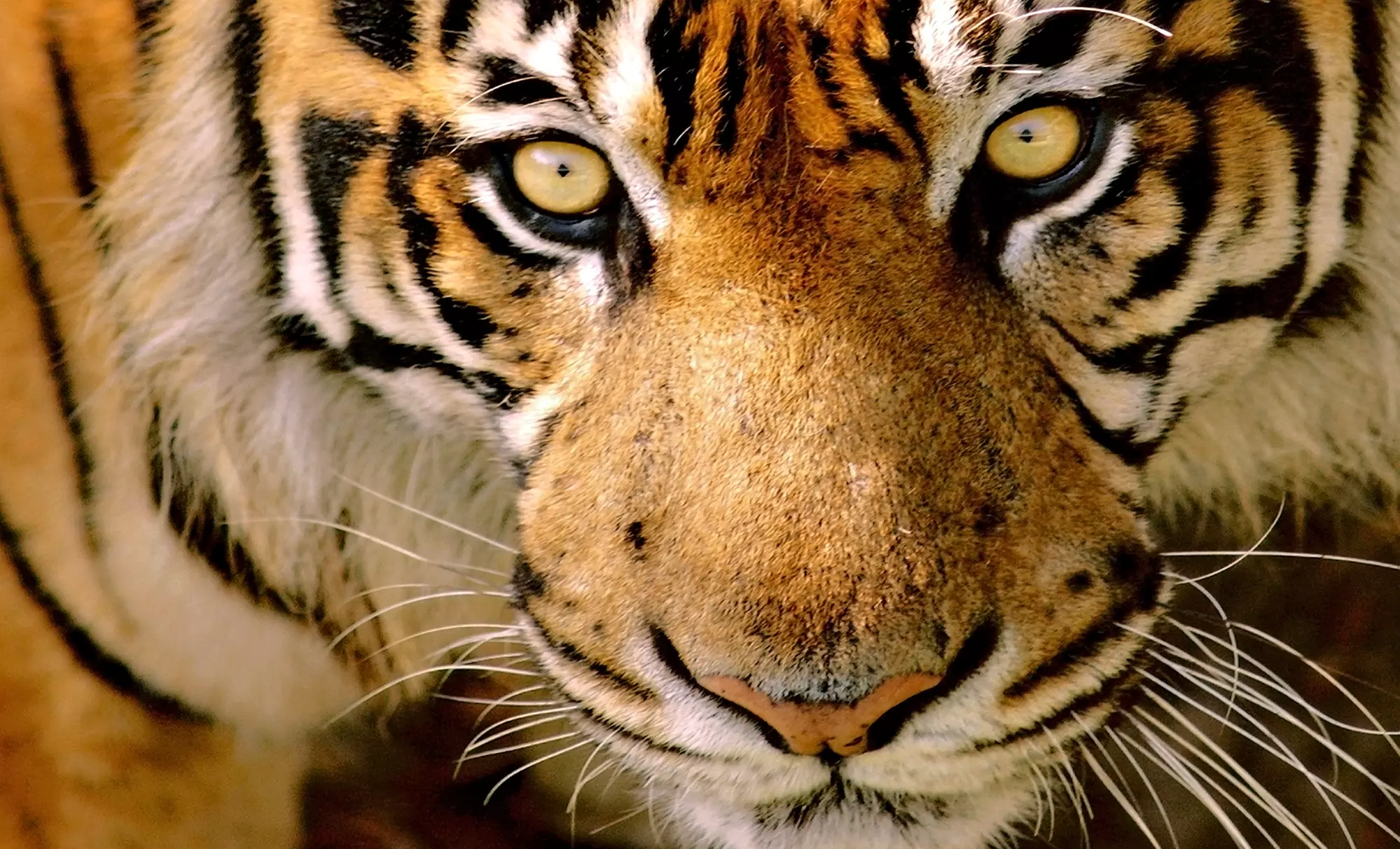 Up to 40% Off on Zoo / Animal Park at Animal Ark Wildlife Sanctuary - Primary Image