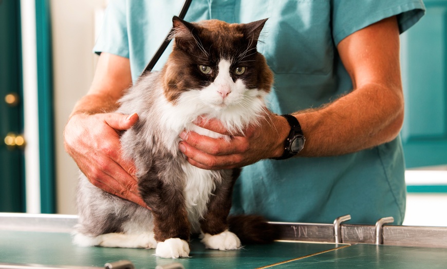 Image 1: Up to 62% Off on  at Pet Joy Veterinary Clinic