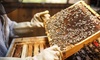 Discover Peach Academy's Online Certificate in Beekeeping and master apiculture with expert guidance, all for up to 87% off.