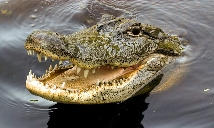 Image 1: Sortie en famille à La Planète des Crocodiles