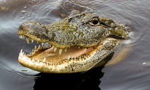 La Planète des Crocodiles (ex L'île aux serpents): Entrées adultes et enfants pour La Planète des Crocodiles dès 5 €