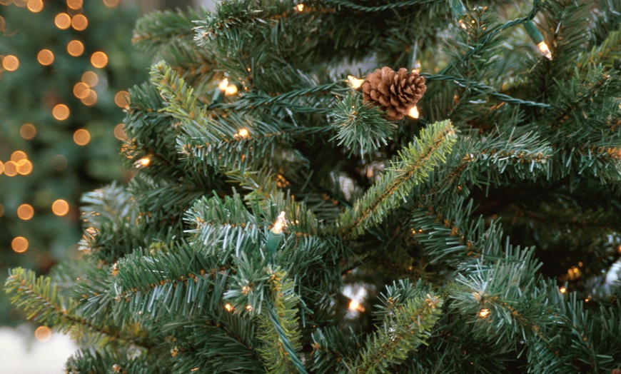 WeihnachtsbaumGuru in Bremen Groupon