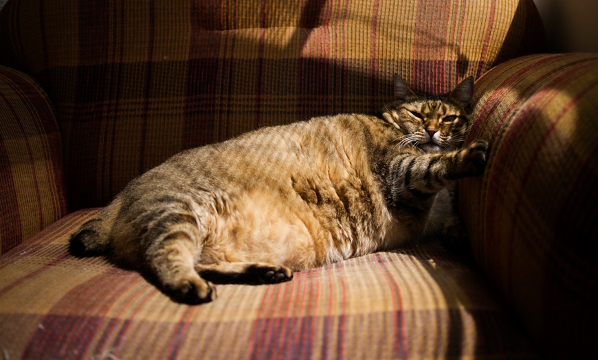 Image 2: Free Dog Walk or Cat Drop-In when Booking 3 Dog Walks or Cat Drop-Ins