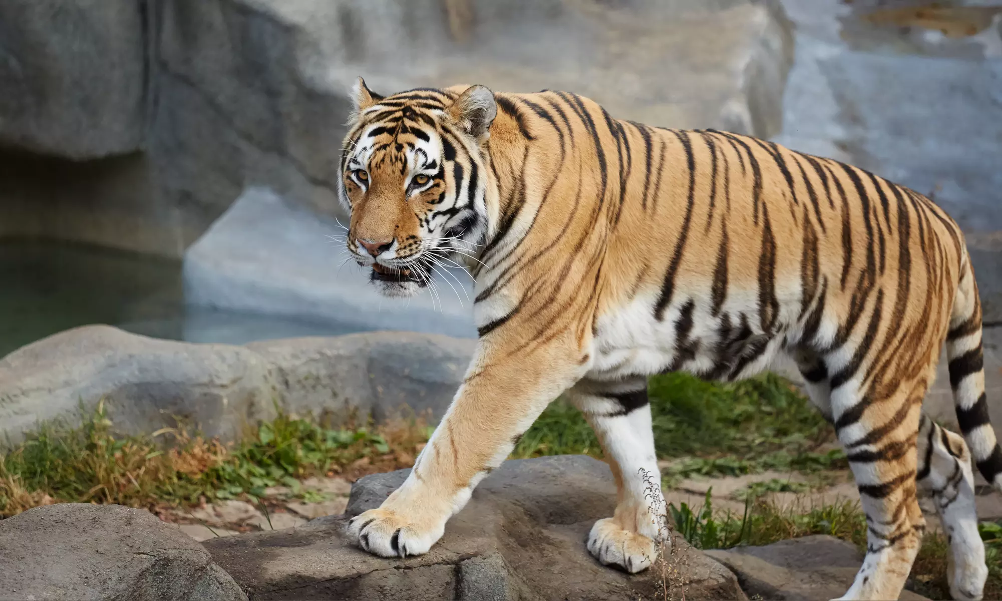 Admission and Petting Zoo Food, Feeding Tour, or Boo at the Zoo Admission at Hesperia Zoo (Up to 53% Off)  - Primary Image