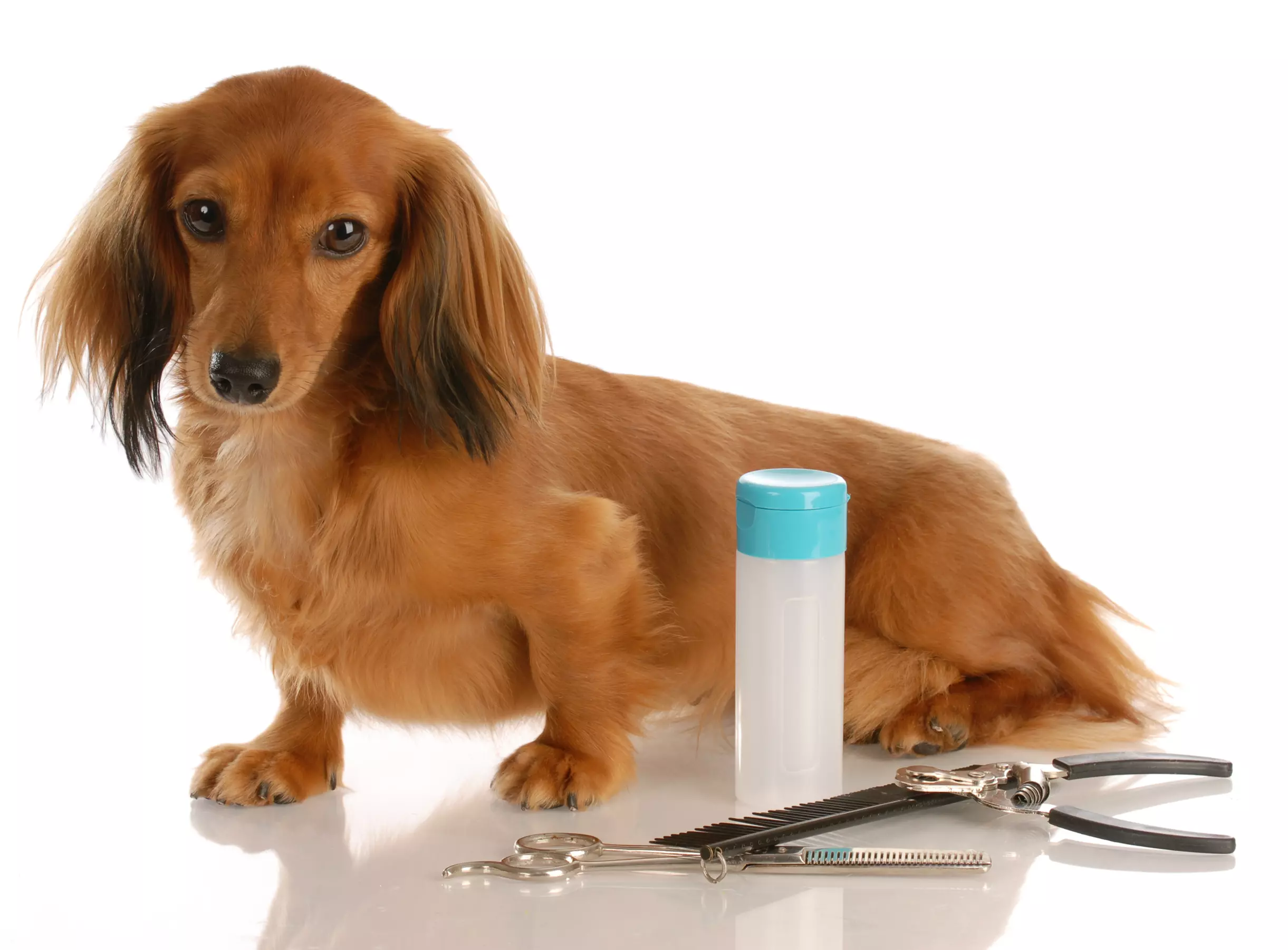 Up to 35% Off on Pet Grooming at Pet Palace of Long Island - Primary Image