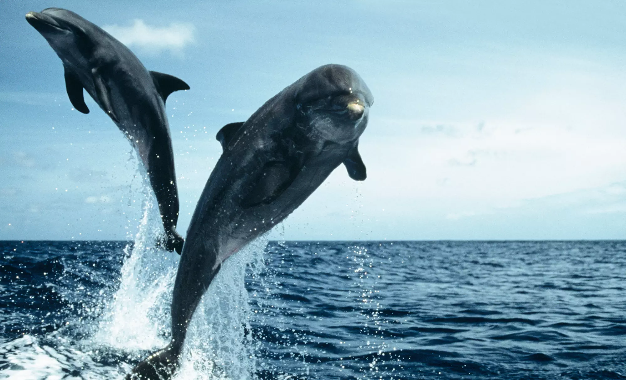 90-Minute Dolphin Sightseeing Cruise for Two or Four by Dolphin Quest (Up to 44% Off) - Primary Image