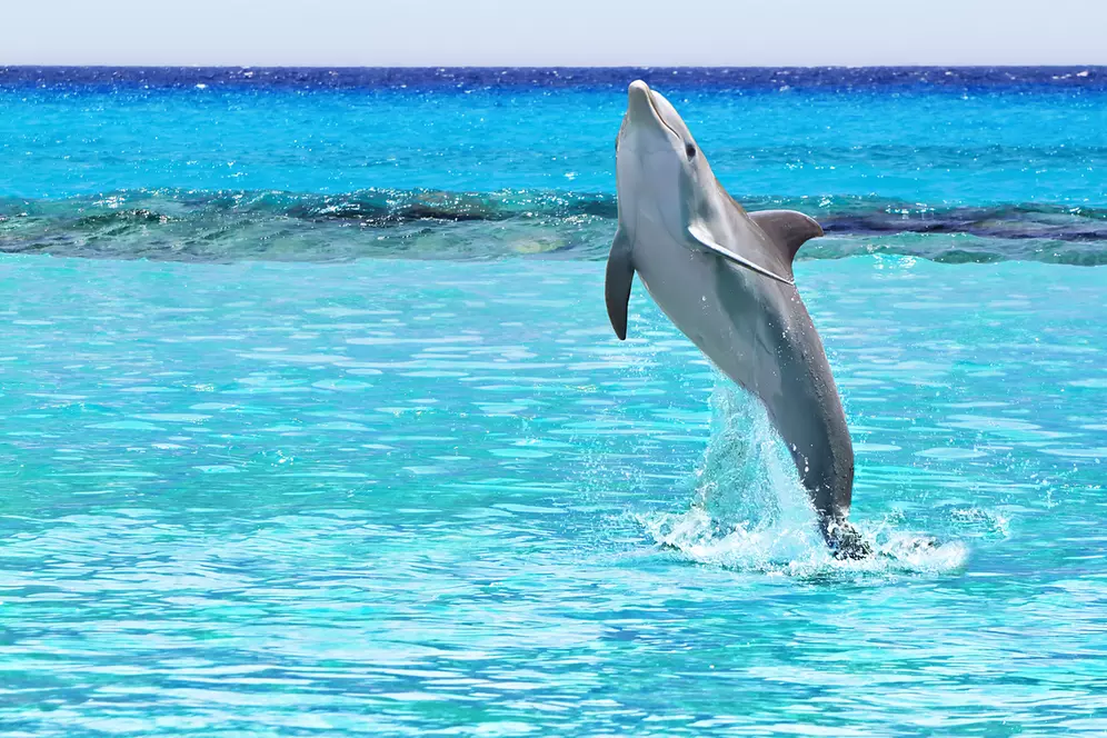 What to expect media