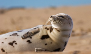 Zeehondensafari Oosterschelde