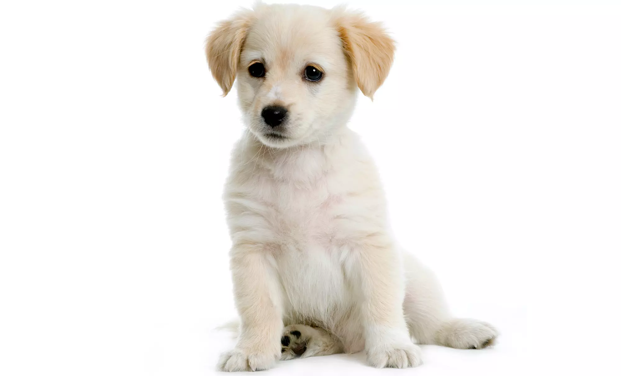 Full Grooming Package for a Small, Medium, or Large Dog at Shampoodles Pet Grooming (Up to 52% Off) - Primary Image