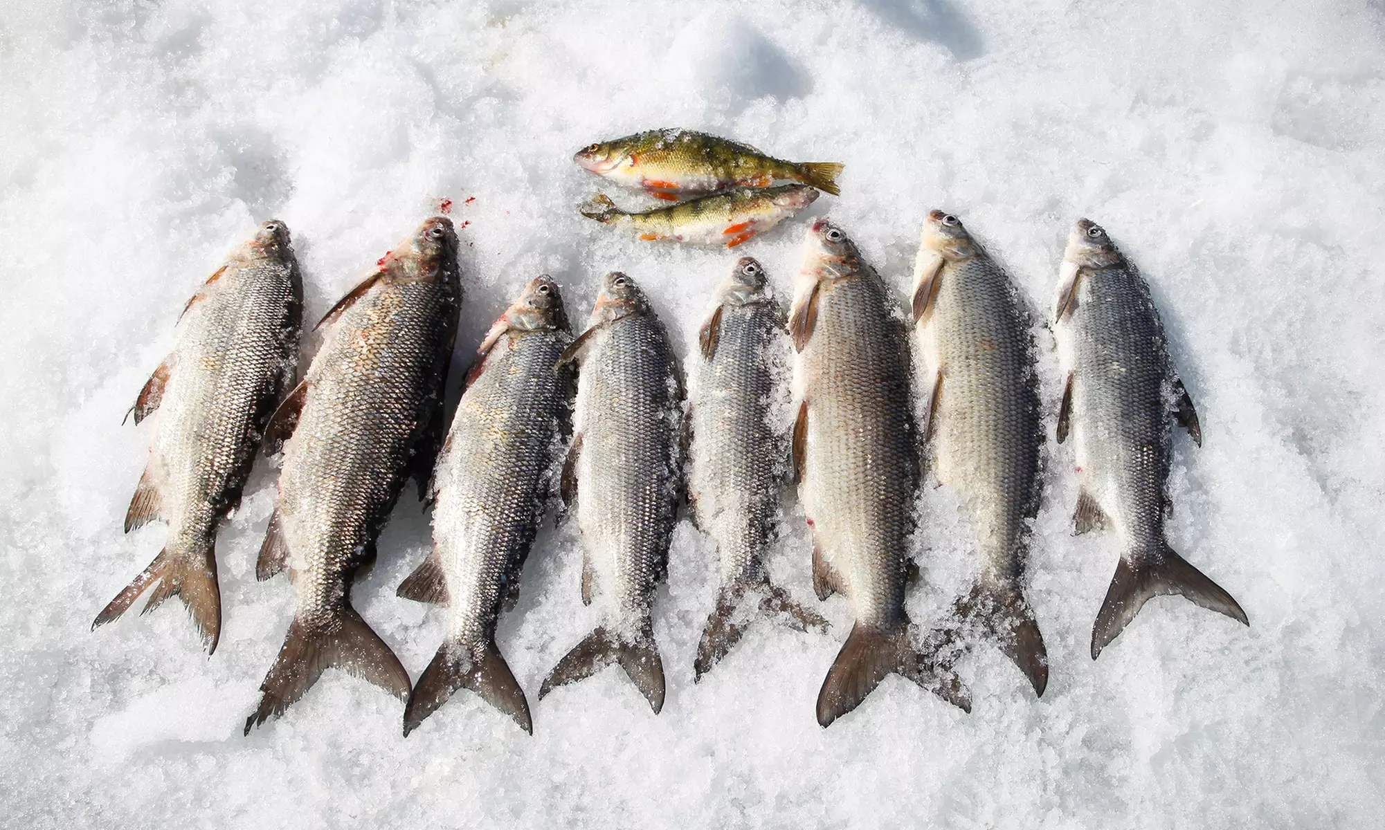 Catch-and-Release or Fillet-and-Freeze Ice-Fishing for Two from Taft's Tackle & Charter Services (Up to 75% Off) - Primary Image