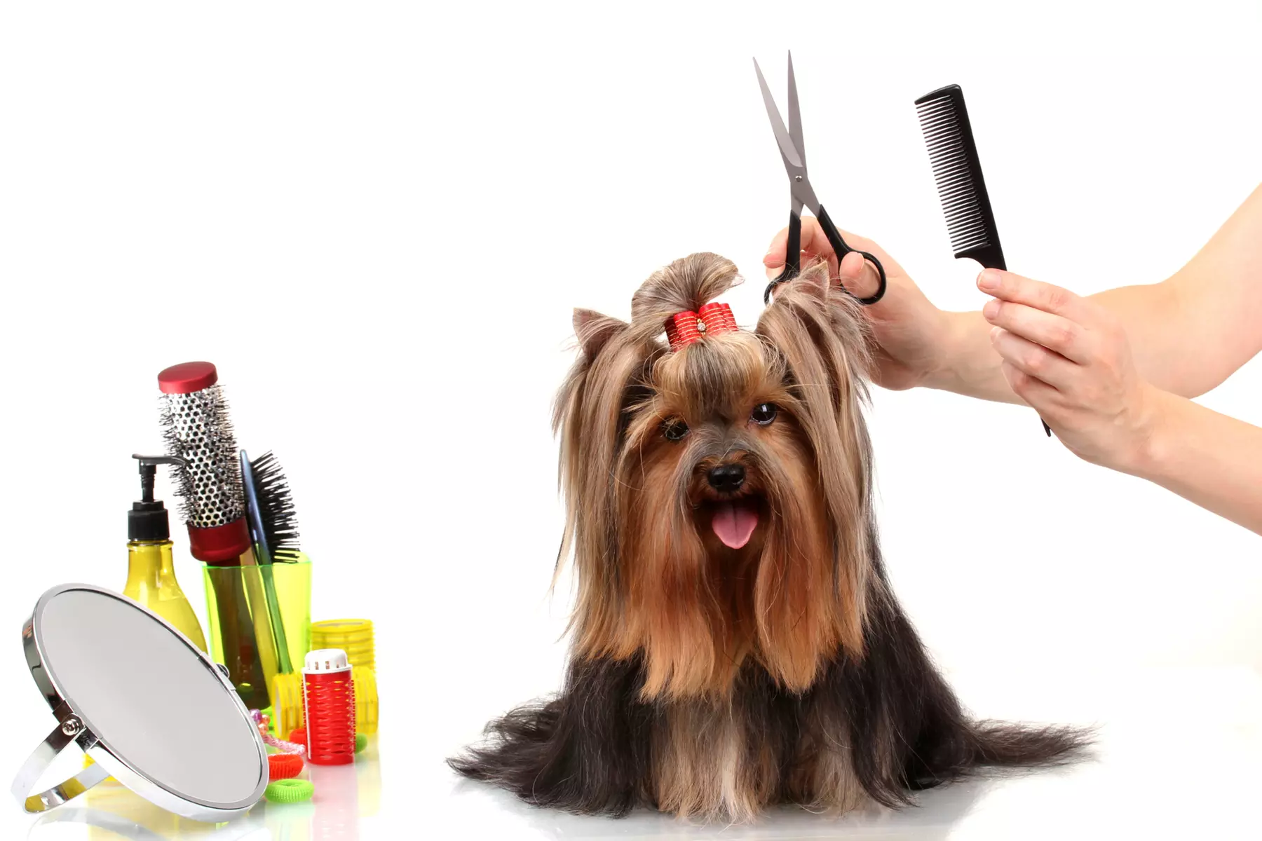 Up to 50% Off on Pet - Grooming / Salon at Zoom_2_Groom