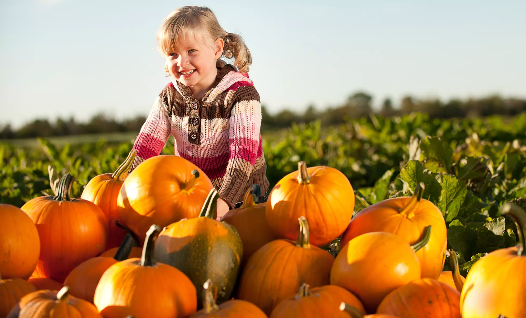 Fall Family Fun with Pumpkin Picking, Hayrides, and Corn Maze for Two or Four at Porter’s Patch (Up to 53% Off) - Primary Image