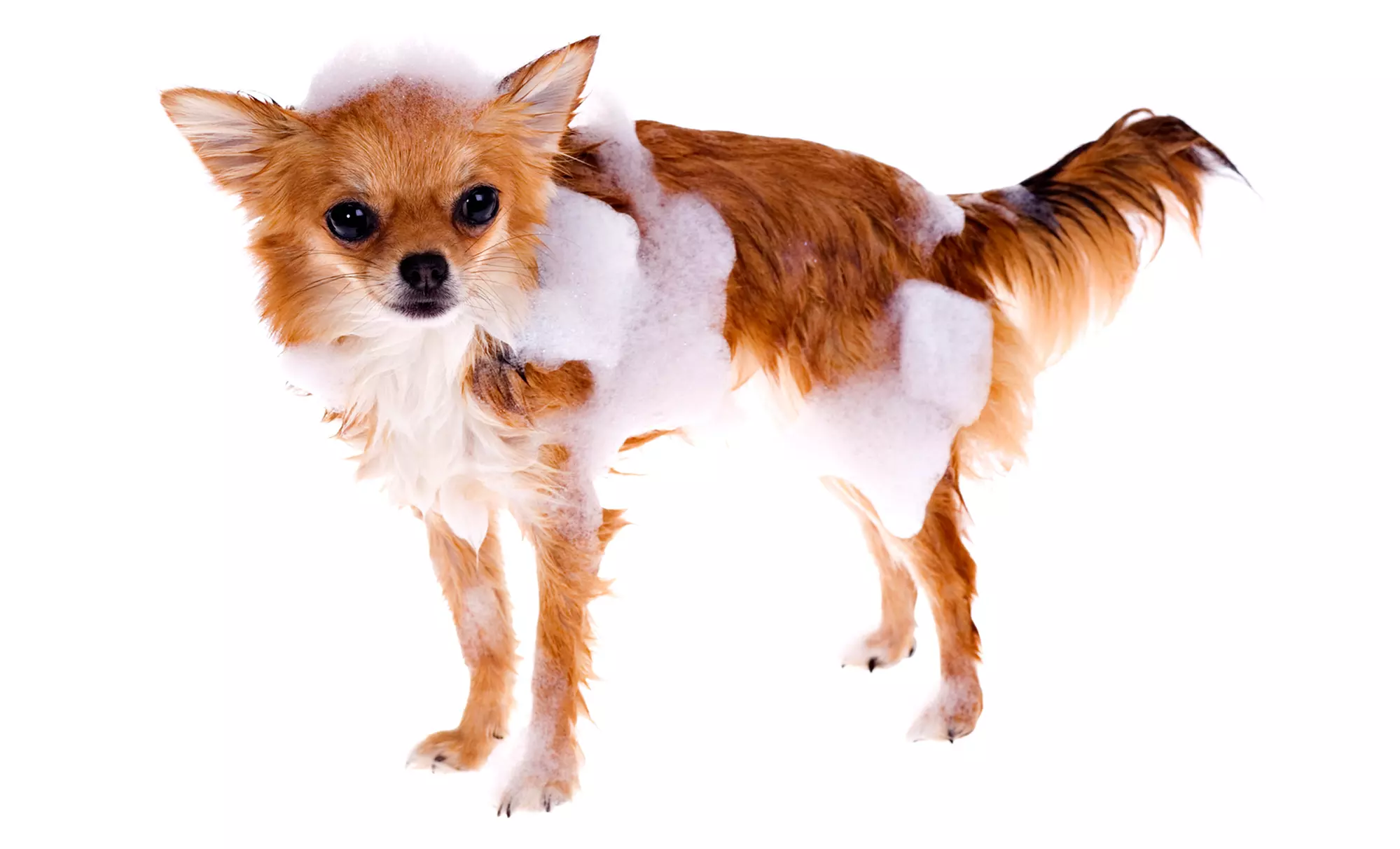 Full Mobile Dog-Grooming Package at Barks n Bubbles - Fairfield (Up to 63% Off)  - Primary Image