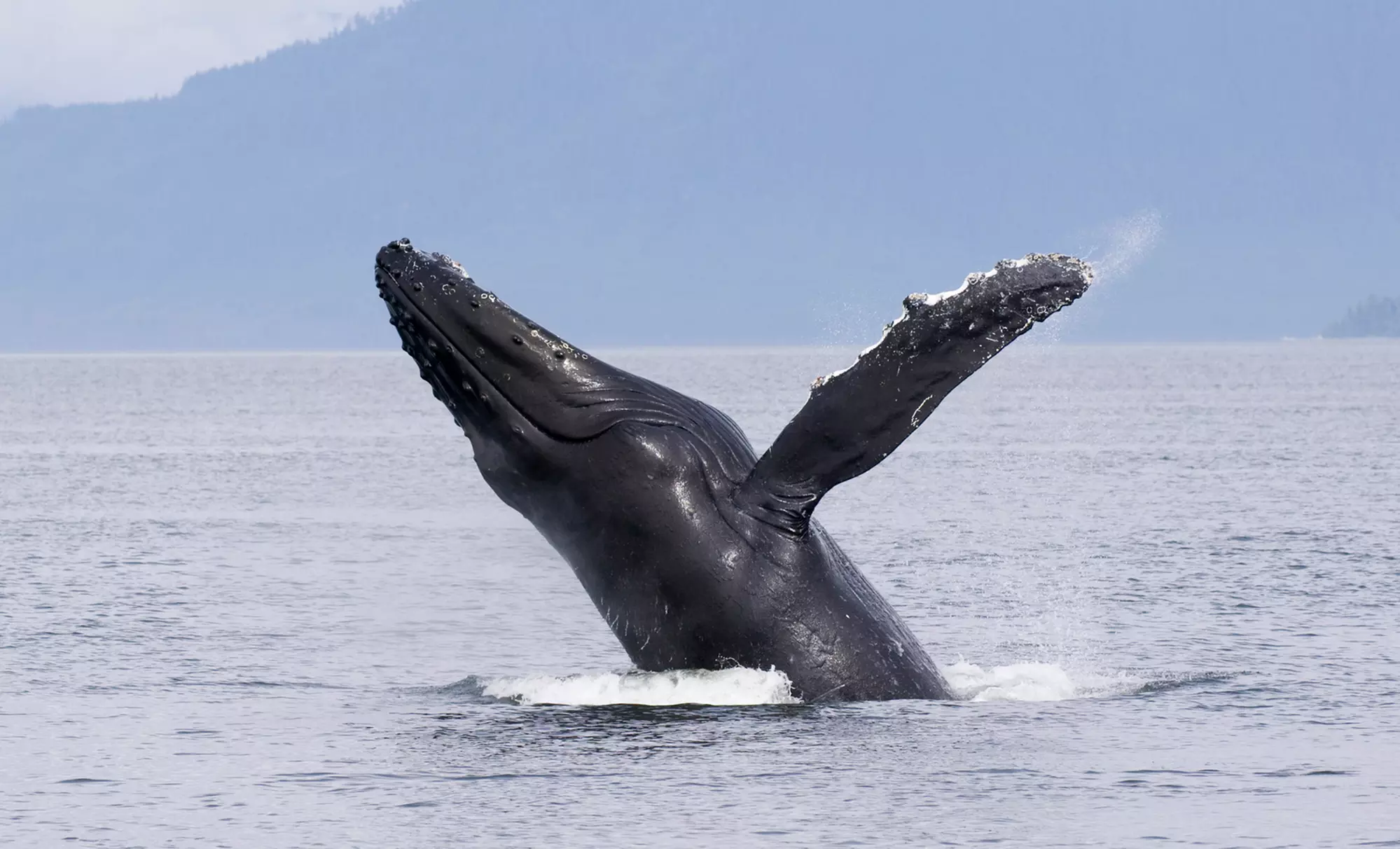 Up to 28% Off on Boat Tour at Chubasco 2 Sportfishing & Oceanside Sea Center LLC - Primary Image